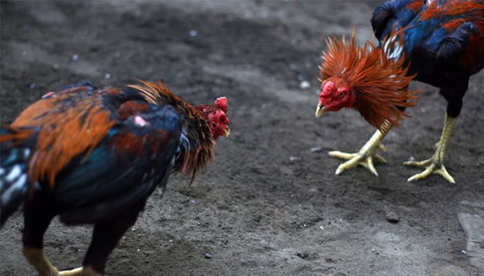 Cara Mengetahui Kualitas Ayam Jago Hanya Dengan Melihat Sekilas