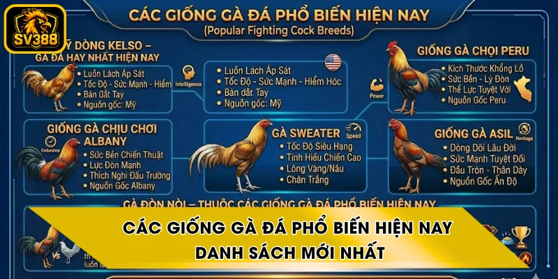 Các Giống Gà Đá Phổ Biến Hiện Nay - Danh Sách Mới Nhất