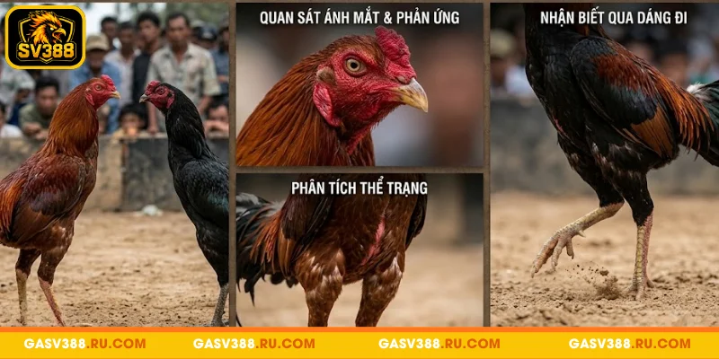 Chiến lược cược các loại hình đá gà được yêu thích tại SV388 tối ưu