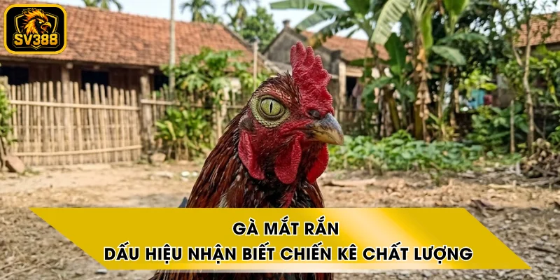 Gà Mắt Rắn - Dấu Hiệu Nhận Biết Chiến Kê Chất Lượng