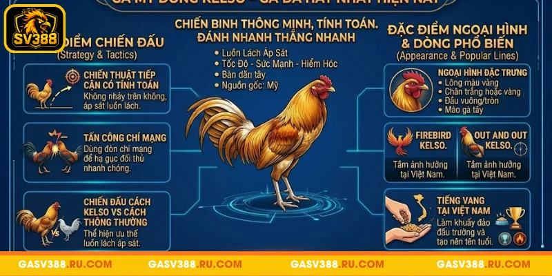 Kelso thuộc các giống gà đá phổ biến hiện nay