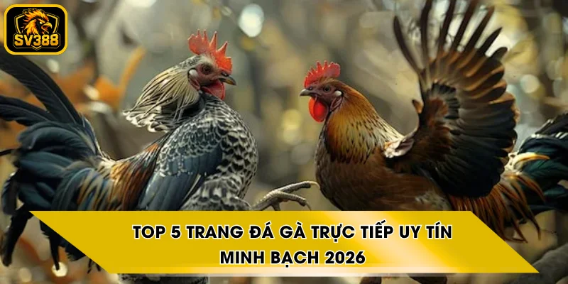 Top 5 Trang Đá Gà Trực Tiếp Uy Tín, Minh Bạch 2026